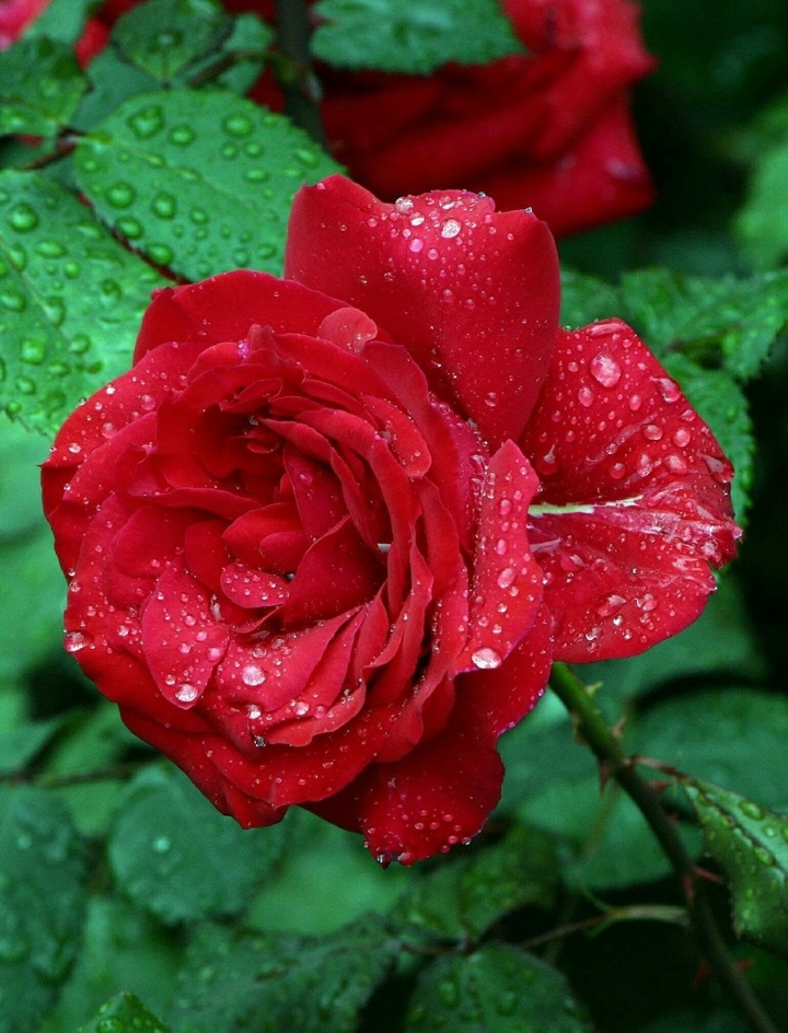 beautiful rose
