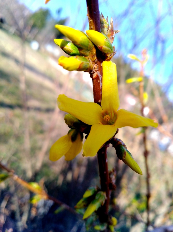 finalmente primavera