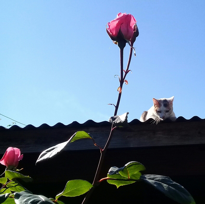 gato