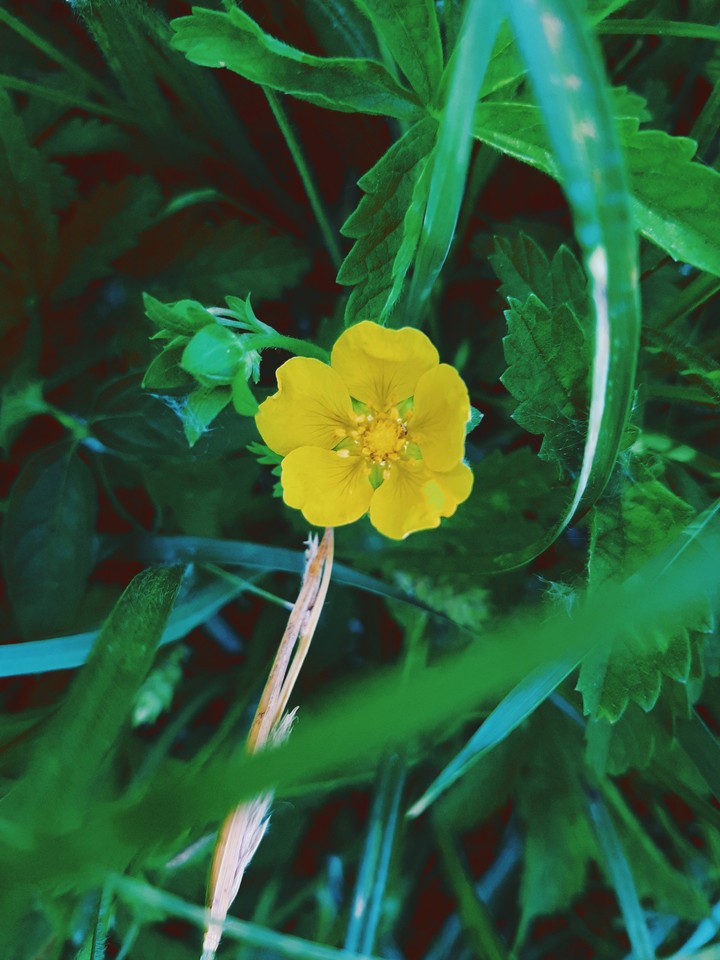 yellow