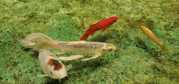 peces