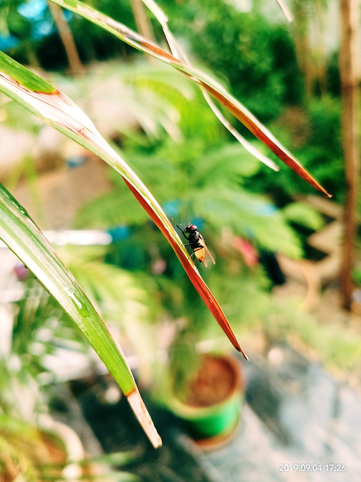 plant