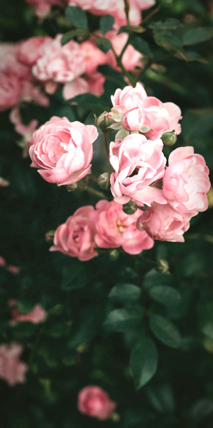 ♥