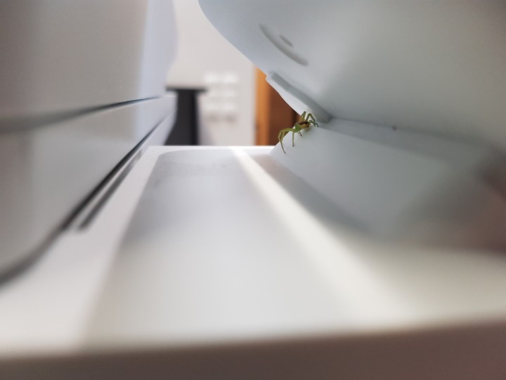 Spider