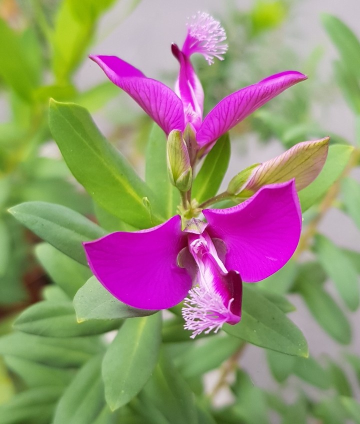 Flor Magenta