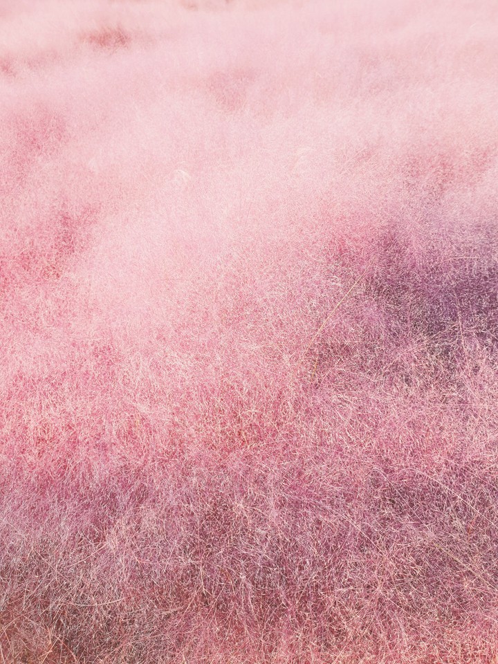 pink pink~