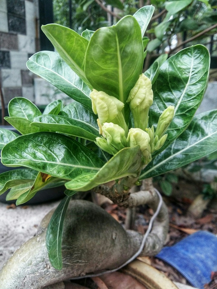 Another tree in my garden.