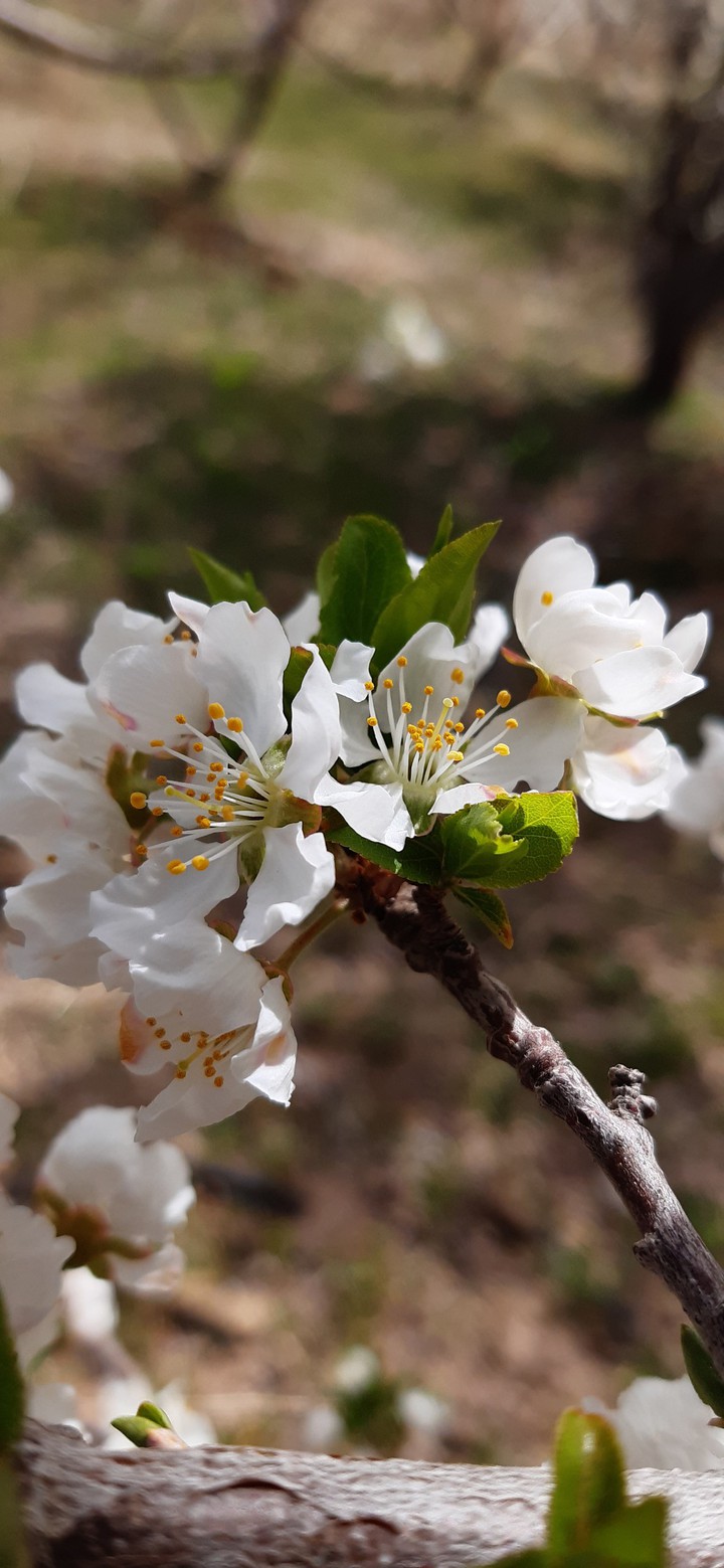 spring