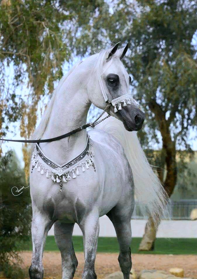 خيل .
