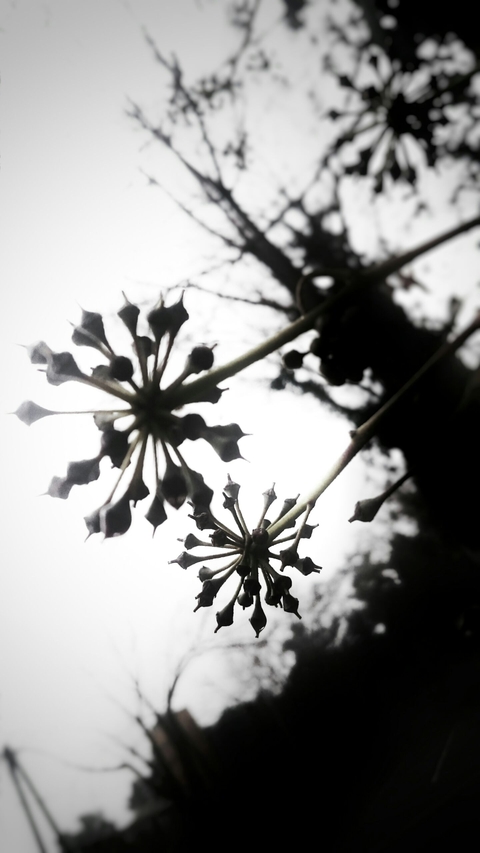 Nature Shadows