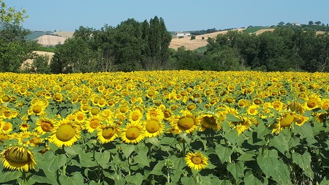 profumo d'estate
