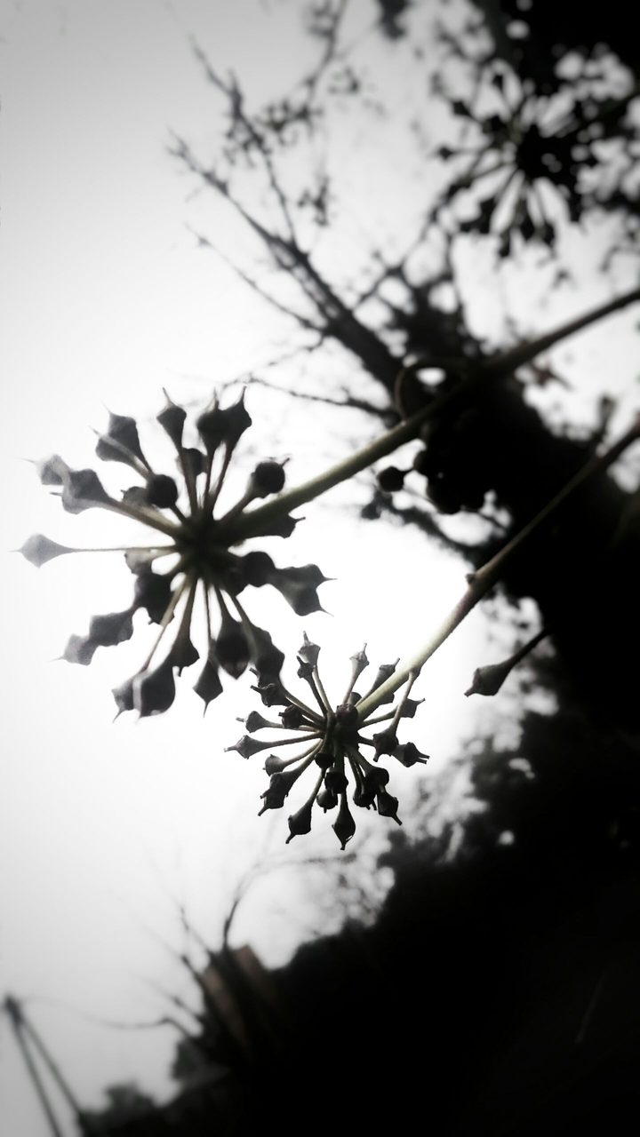 Nature Shadows