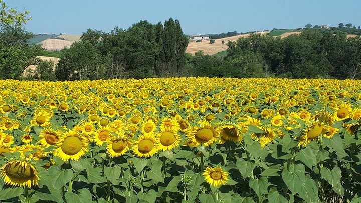 profumo d'estate
