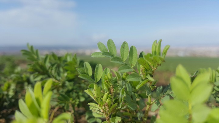 #spring #green