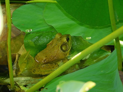 frog