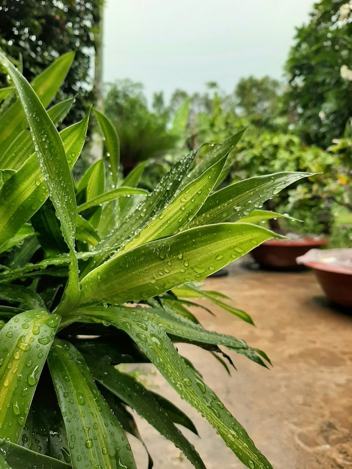 It rain and tree