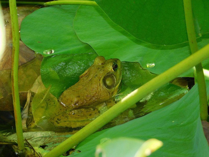 frog