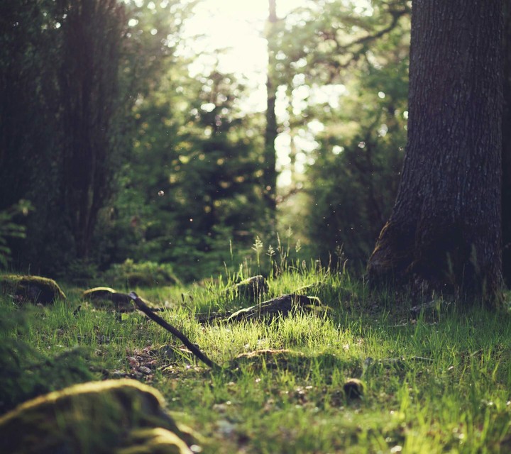 Forest