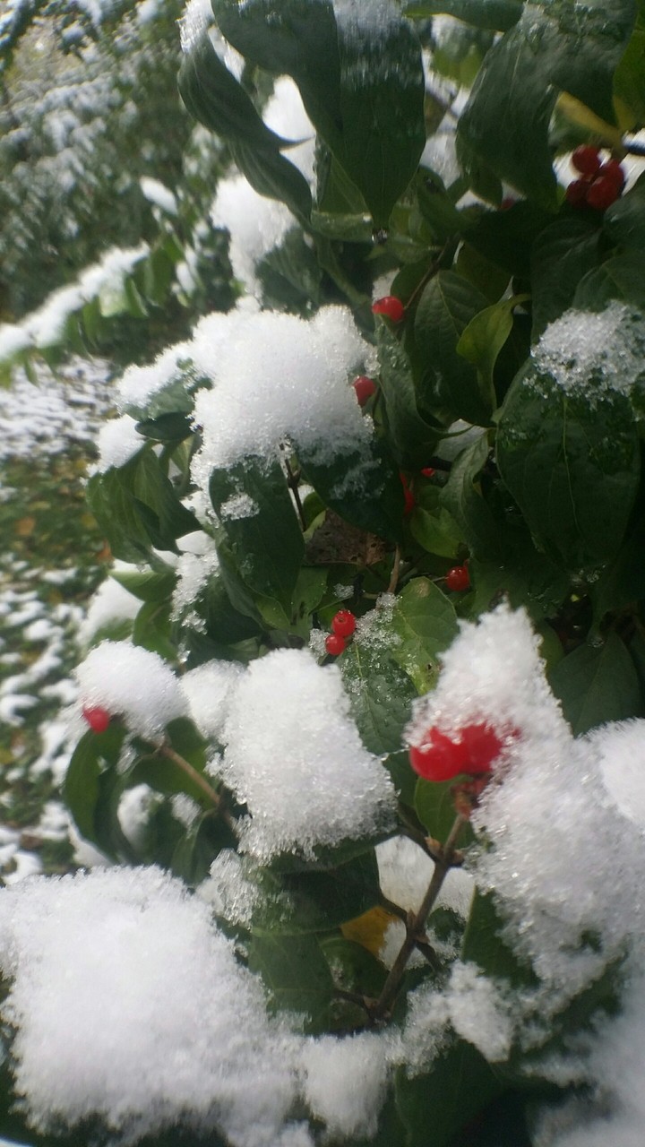 red berries