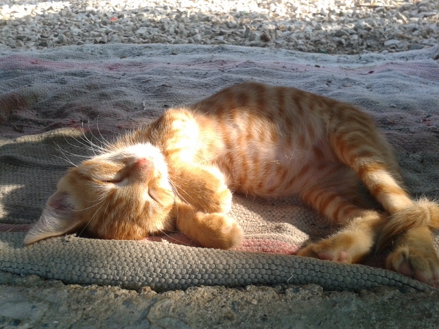 I want to sleep!