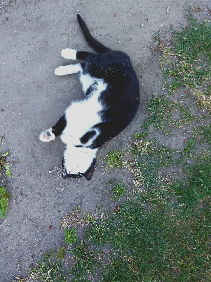 mycat