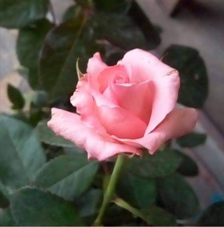 #rose