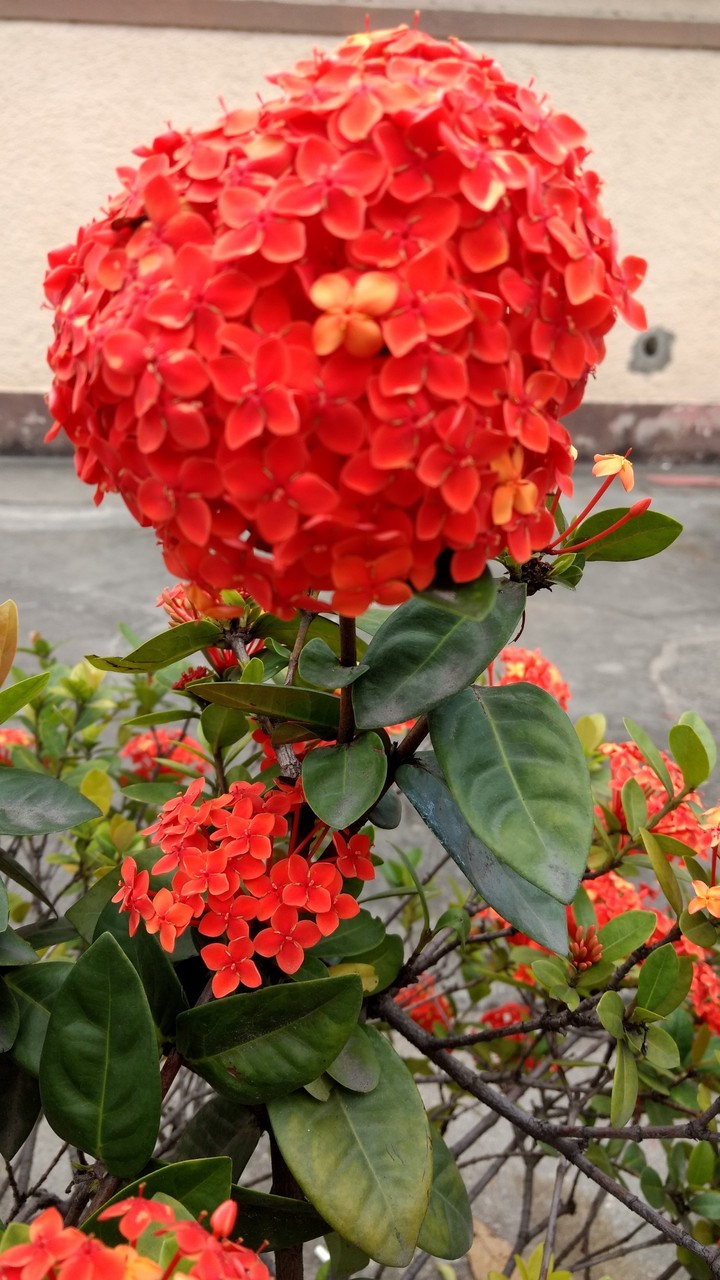 flor