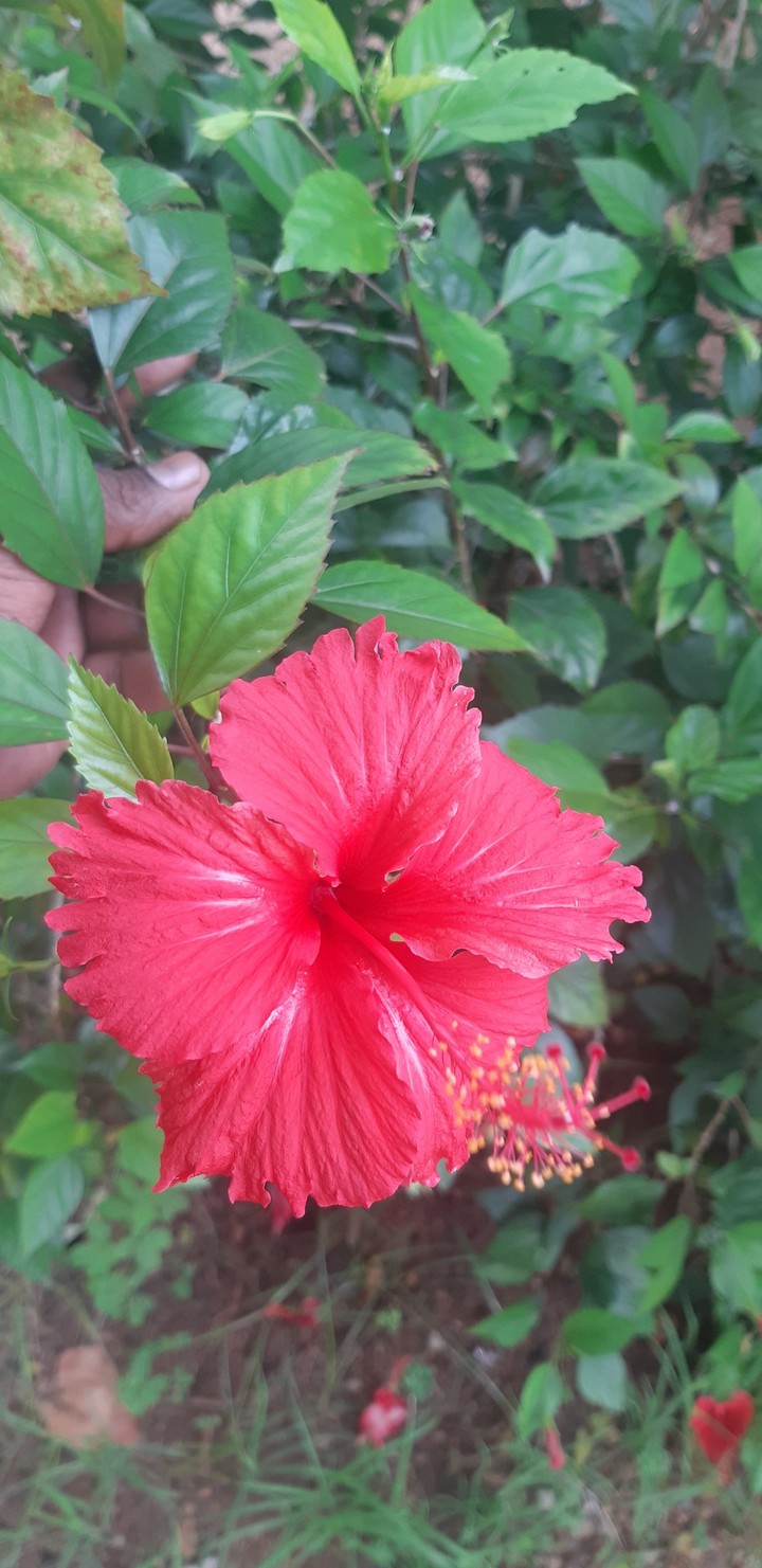 red flower