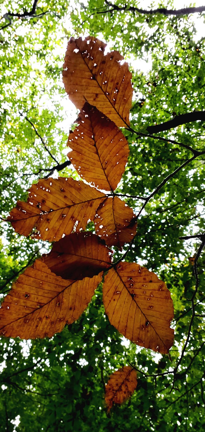 fall