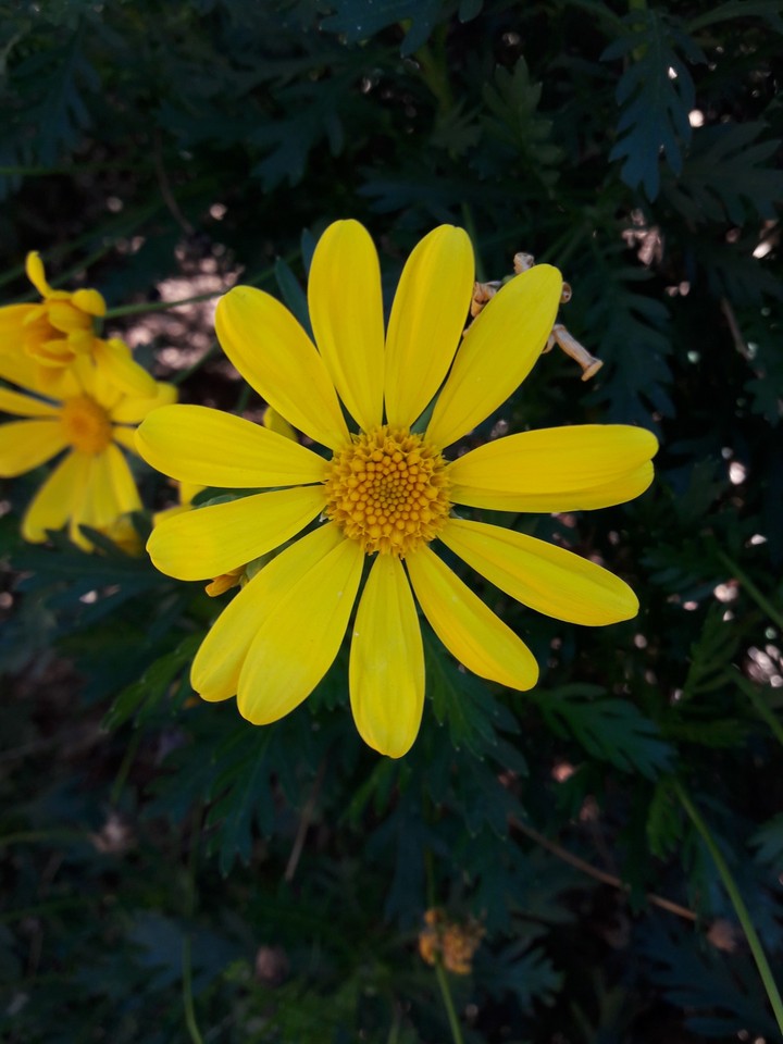 Euryops pectinatus flower