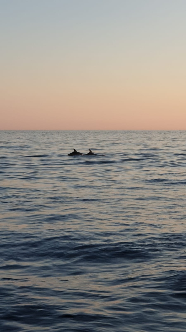dolphin