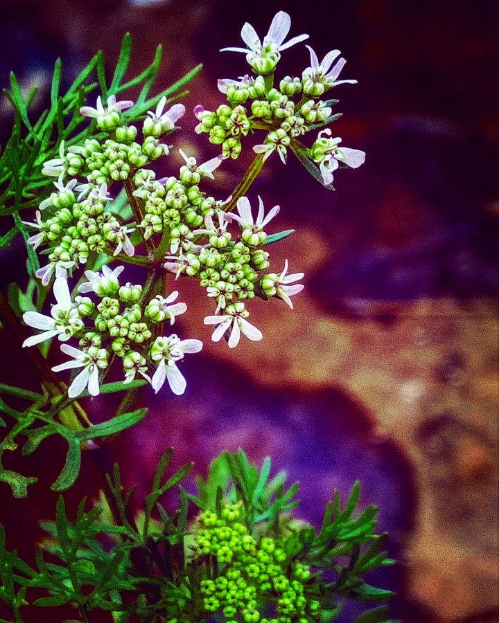 Colours of Life.