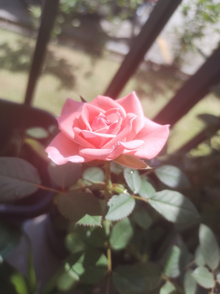 naturalidade