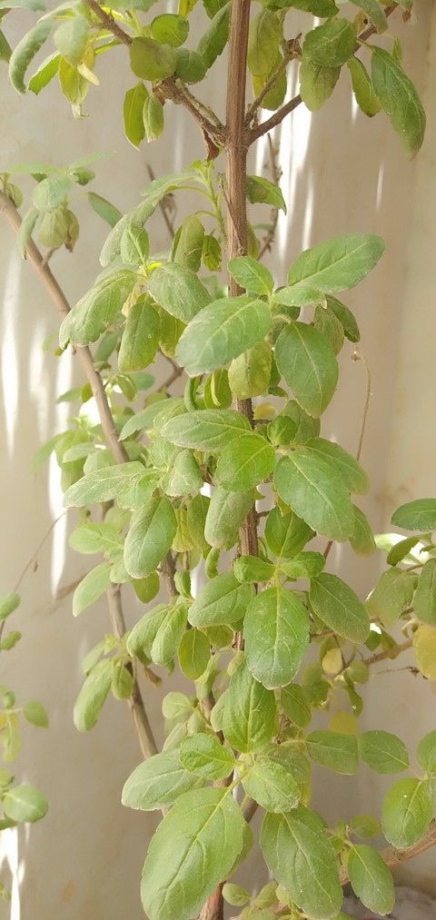 TULSI PLANT