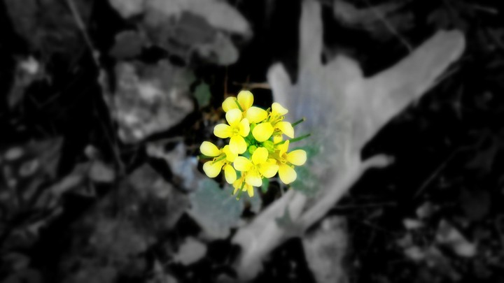 Yellow