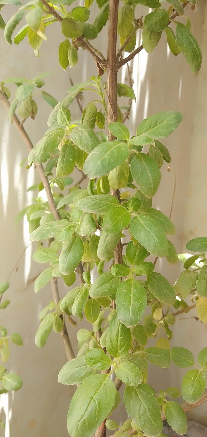 TULSI PLANT