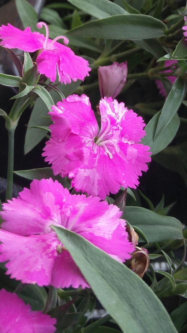 Pink Water