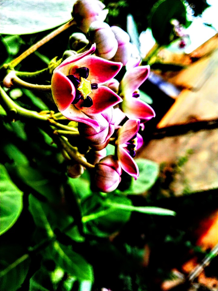 Flowers