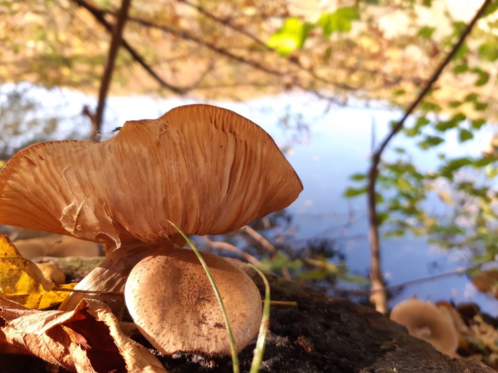 Sunbathing mushrooms