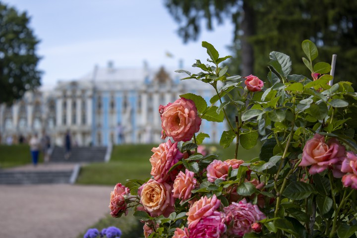 Palace in Tsarskoe selo