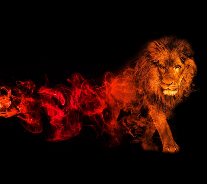 Jungle King