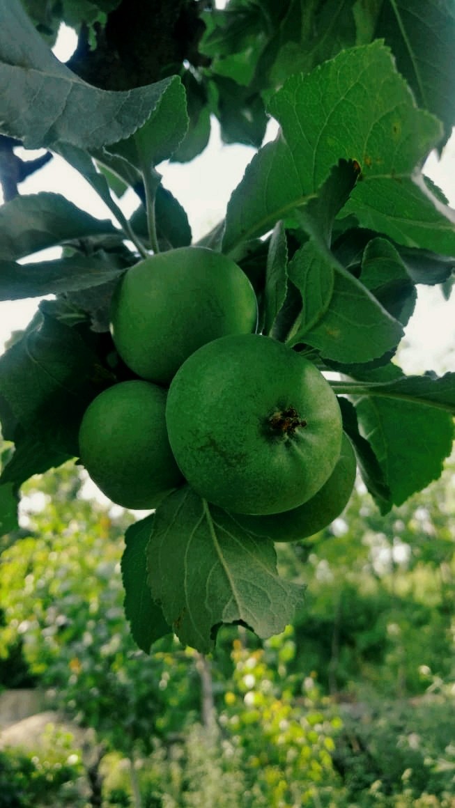 Green Apples