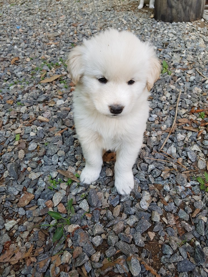 강아지