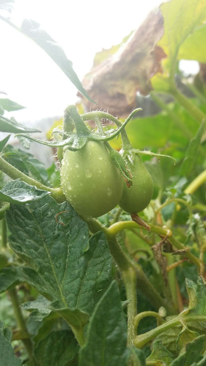 tomatoes