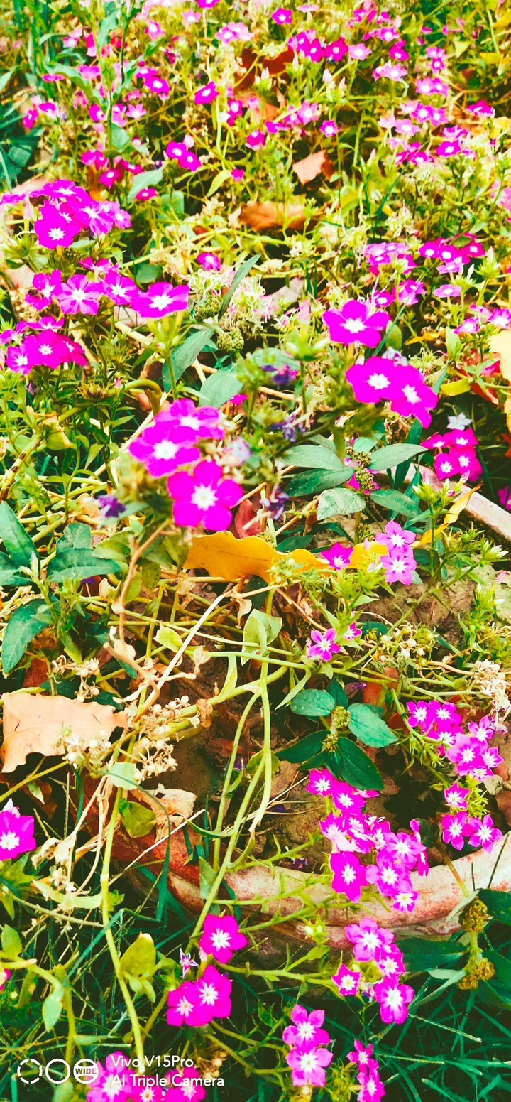 Pink flowers