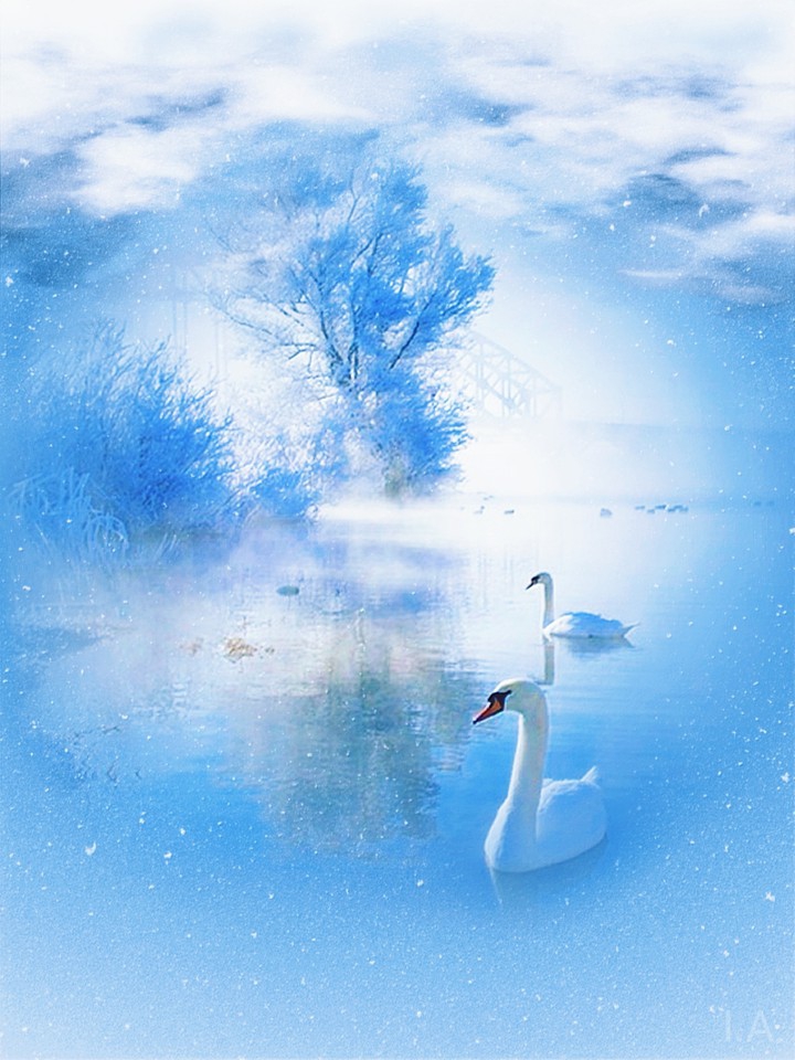 swan lake
