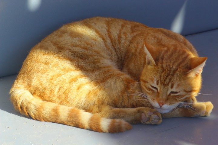 kedi