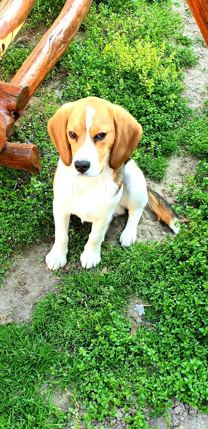 my dog?