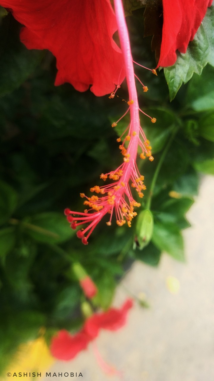 Flower