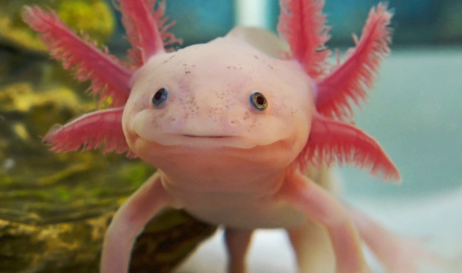 akcolotl